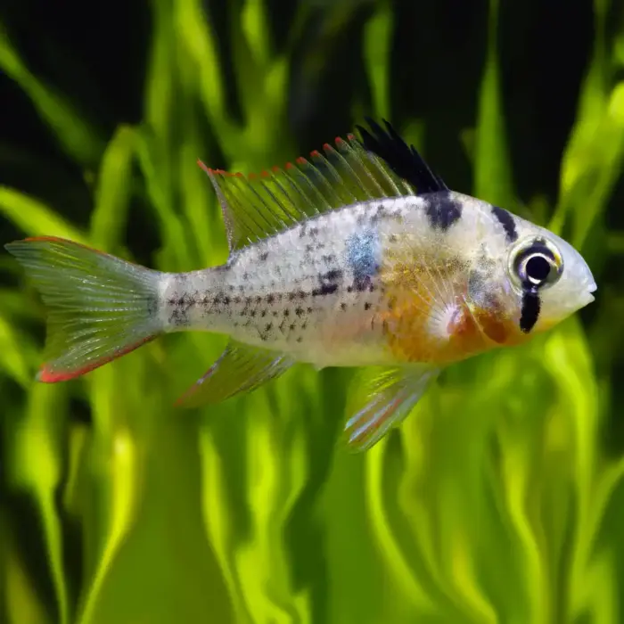 Bolivian Ram or Mikrogeophagus altispinosus